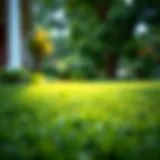 Lush green lawn in North Carolina