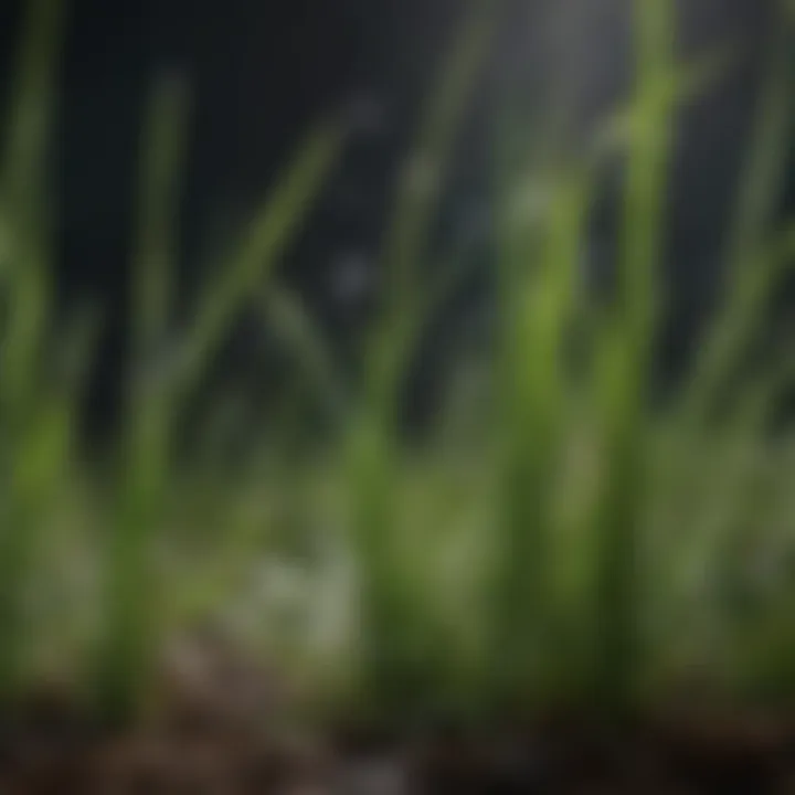 Close-up of grass blades receiving water droplets.