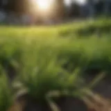 A vibrant lawn under the summer sun showing healthy grass.