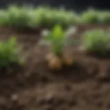 Healthy potato plants thriving in nutrient-rich soil
