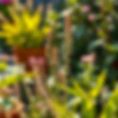 Fortifying Your Garden Pest-resistant garden plants