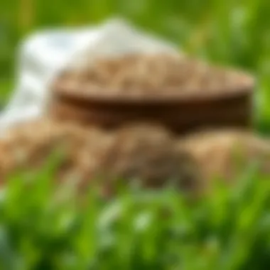 Choosing the Right Grass Seed Varieties of grass seed displayed in natural setting