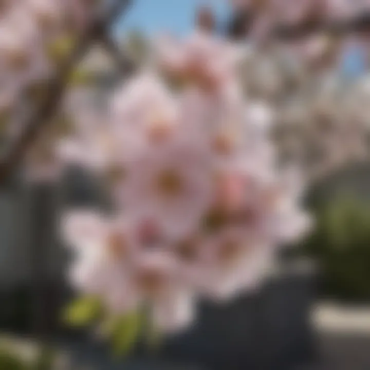 Close-up of apple blossoms on a patio tree