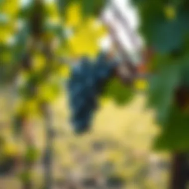 Essential Post-Pruning Care Post-pruning grape vine care tips