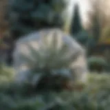 A garden covered with frost cloth protecting delicate plants