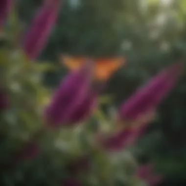 A beautifully pruned butterfly bush showcasing vibrant blooms