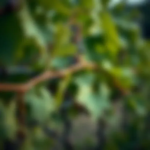 Close-up of freshly pruned grape vines