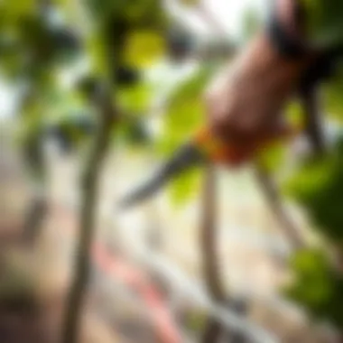 Careful Pruning with Shears Gardener using pruning shears on grape vines