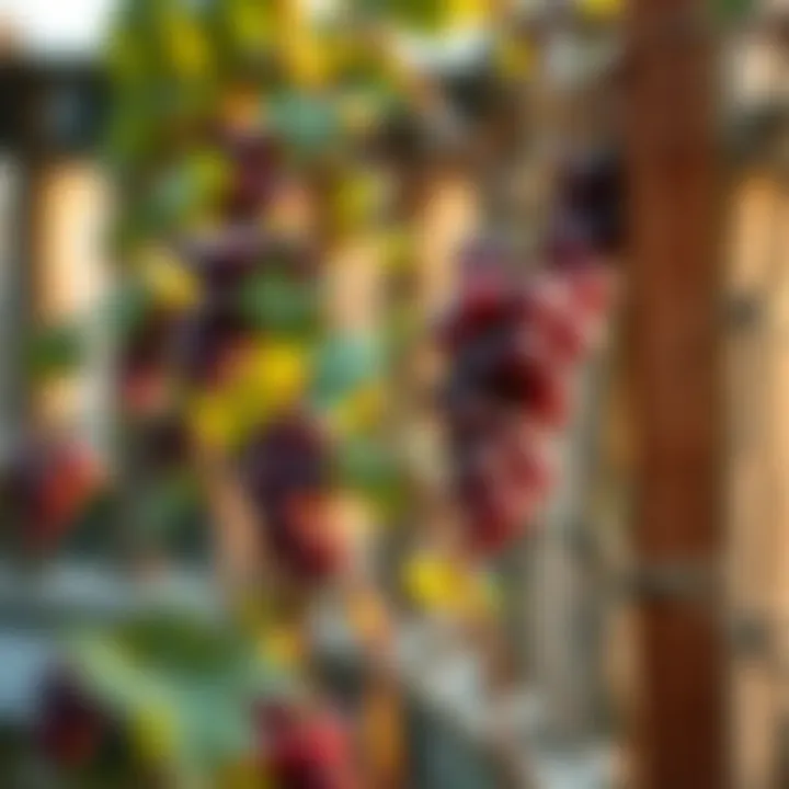 Different grape pruning techniques displayed