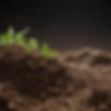 Nutrient Content and Seed Growth Close-up of nutrient-rich soil granules