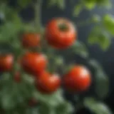 Close-up view of a vibrant tomato plant with ripe tomatoes