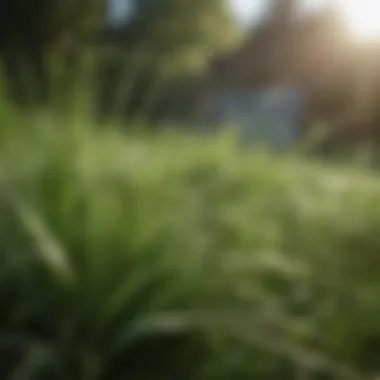 Close-up of durable grass blades