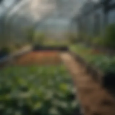 An organized layout of greenhouse beds, illustrating optimal growing conditions for various vegetables