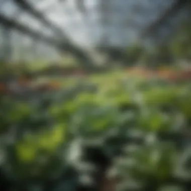 Leafy Greens in a Greenhouse A vibrant assortment of leafy greens thriving in a greenhouse setting