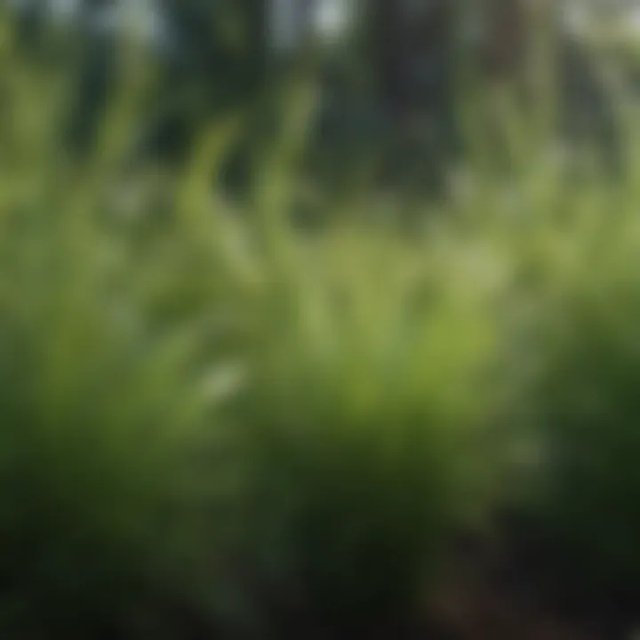 A variety of grass types to highlight their hydration needs