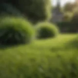 A lush green lawn indicating optimal grass health