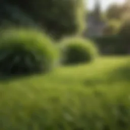 A lush green lawn indicating optimal grass health