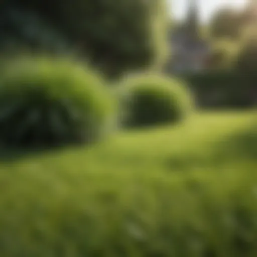 A lush green lawn indicating optimal grass health