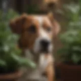 A dog curiously peeking at indoor plants