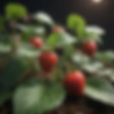 Close-up of strawberry plant leaves showing signs of pest damage