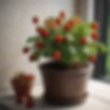 Vibrant red strawberries on a potted plant