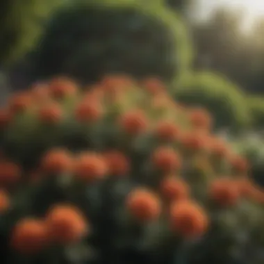 Close-up of a blooming sun-loving shrub