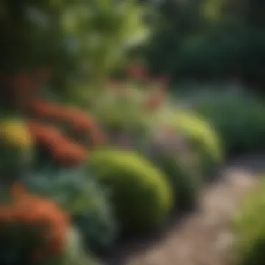 Close-up of a well-maintained garden border with diverse flora.