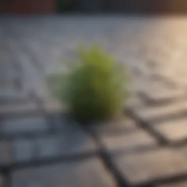 Close-up of weeds thriving in between paving stones