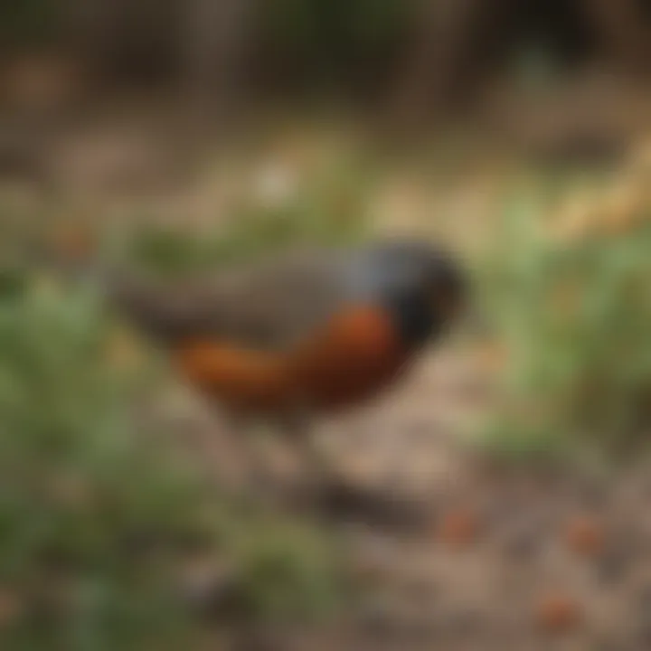 A close-up of an American robin foraging on the ground