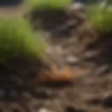 Close-up of grubs in soil affecting grass roots