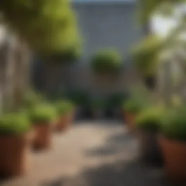 A garden with various trees in large pots, illustrating the diversity in urban gardening.
