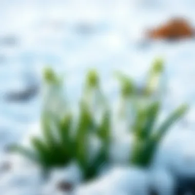 A close-up of snowdrops peeking through the snow