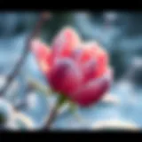 A vibrant winter bloom showcasing resilience against frost