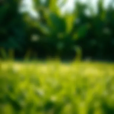 Different grass types benefiting from lime