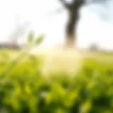 Lime application on a healthy lawn