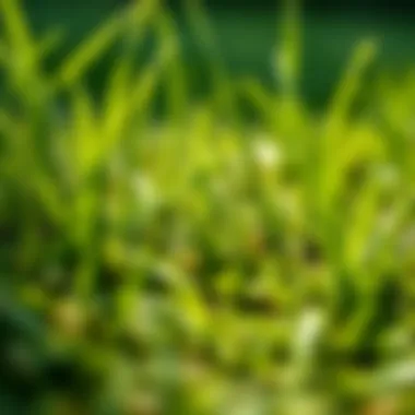 Vibrant grass growth with lime treatment