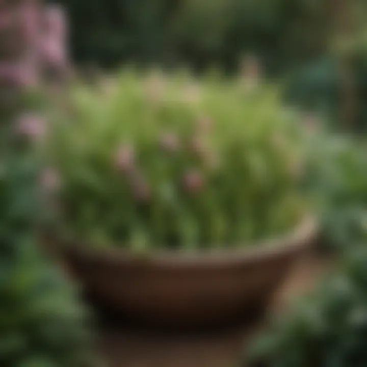 A beautifully arranged garden showcasing spring blush snap peas among other plants.