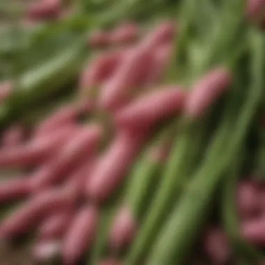 A close-up view of fresh spring blush snap peas ready for harvest.