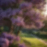 A lilac tree in full bloom showcasing vibrant purple flowers