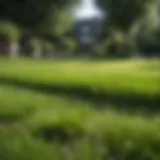 Vibrant lawn with freshly sown grass seeds