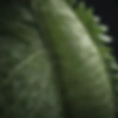 Close-up of a unique leaf structure with intricate veins.