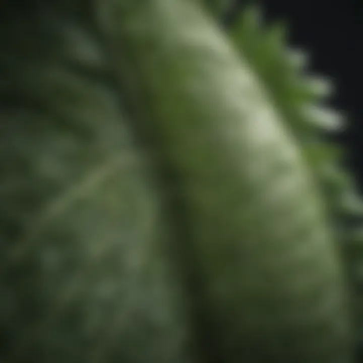 Close-up of a unique leaf structure with intricate veins.