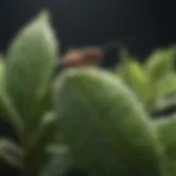 Close-up view of gnats on a plant leaf