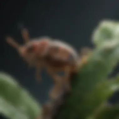 Scale Insects Affecting Plant Health Scale insects on a stem