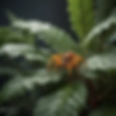 Spider Mites on Houseplant Leaves Spider mites on foliage