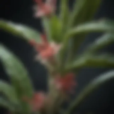 Thrips on petals