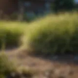 Dried and yellowing grass in a yard