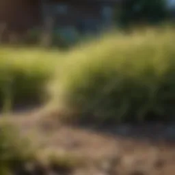 Dried and yellowing grass in a yard