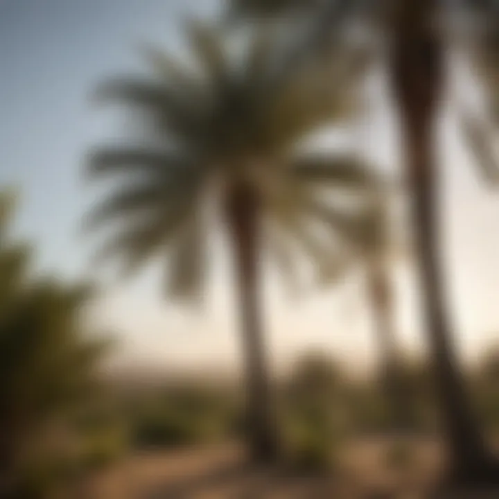Healthy palm tree thriving with support stakes