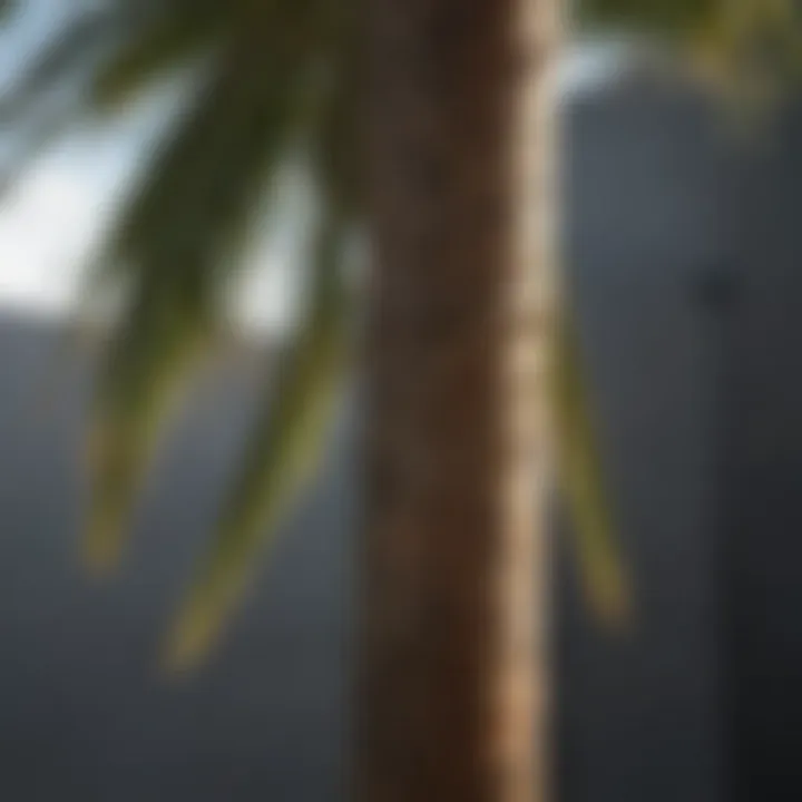 Close-up view of a palm tree support stake